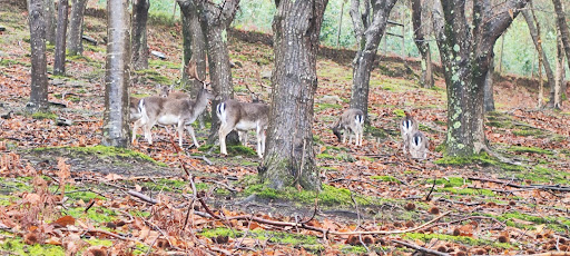 Refugio de animales salvajes - Animal shelter in Spain