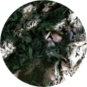 Refugio de Aves Dr Alexander Skutch “Los Cusingos