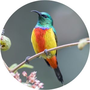 Regal sunbird - Birds