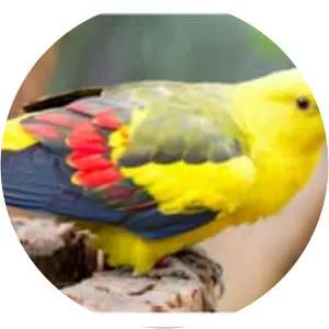 Regent parrot