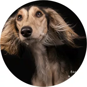 Regine Heuser - Author