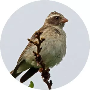 Reichard's seedeater - Birds