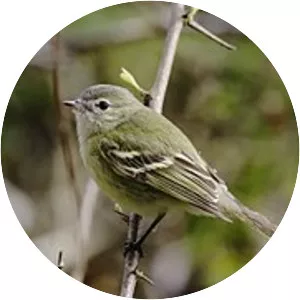 Reiser's tyrannulet - Bird