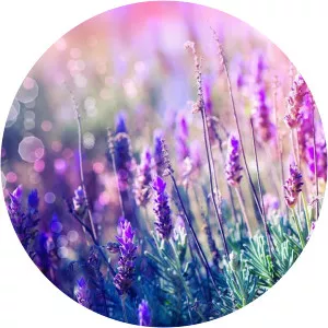 Relaxing Music For Stress Relief - Musical artist