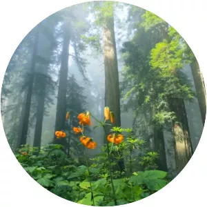 Relaxing Music - Musical artist