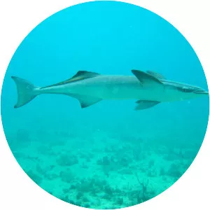 Remora
