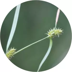 Remote sedge