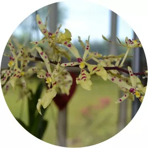 Renanthera citrina - 