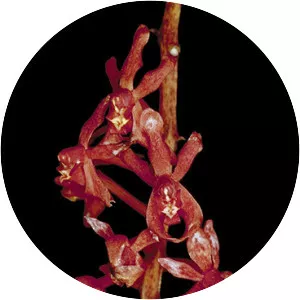 Renanthera elongata
