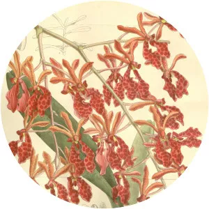 Renanthera storiei - 