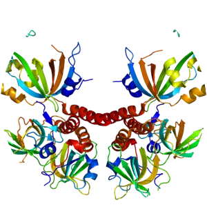 Replication protein A - 