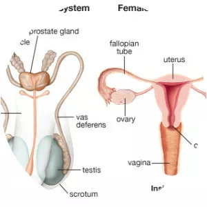 Reproductive system photograph