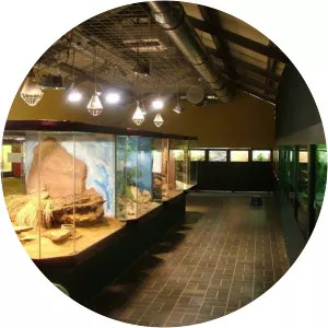 Reptile Room - Musical group