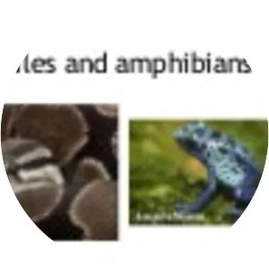 Reptiles and amphibians