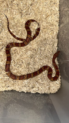 Reptilienzucht-Krall - 