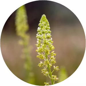 Reseda lutea - Plants