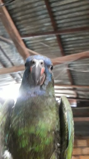 Residencia Flores - Restaurant