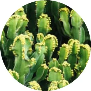 Resiniferatoxin - Chemical compound