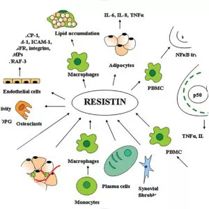 Resistin - 