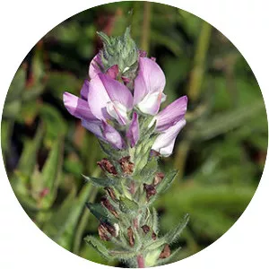 Restharrows - Plants