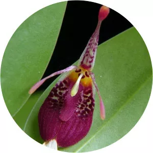 Restrepia muscifera