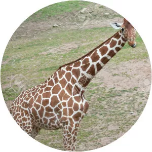 Reticulated giraffe