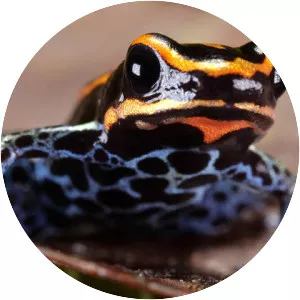 Reticulated poison frog