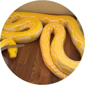 Reticulated python