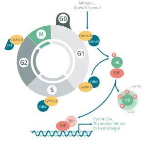 Retinoblastoma protein photograph