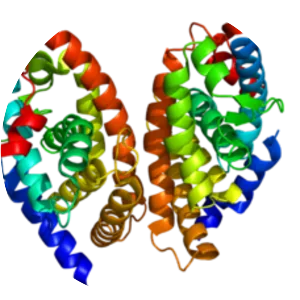 Retinoic acid receptor alpha - 
