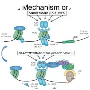 Retinoic acid receptor