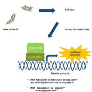 Retinoid X receptor - 