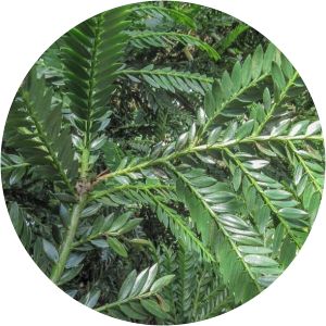 Retrophyllum rospigliosii