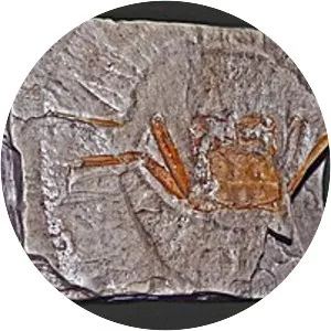 Retroplumidae