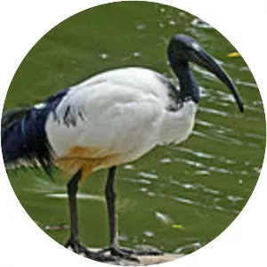 Réunion ibis (Ibis de la Réunion)