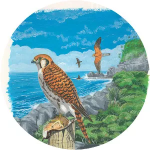 Réunion kestrel (Falco duboisi)
