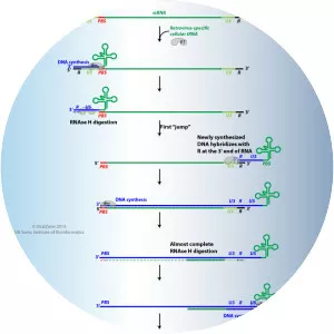 Reverse transcriptase photograph