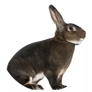 Rex rabbit