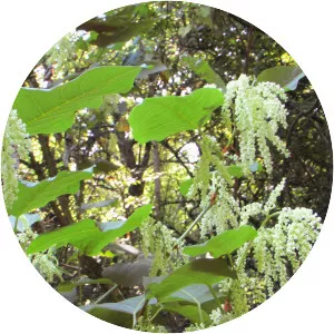 Reynoutria sachalinensis