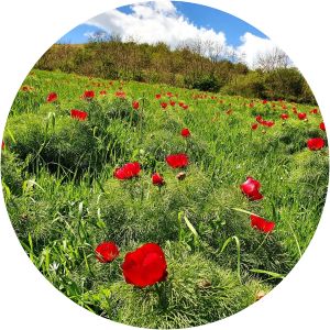 Rezervația de Bujori de Stepă Zau de Câmpie - 