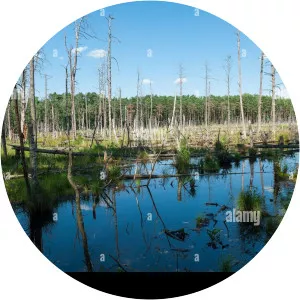 Nature reserve Bocianowskie Bagno