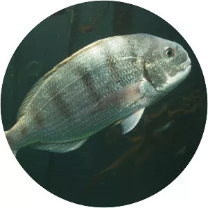 Rhabdosargus globiceps - 