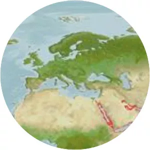 Rhabdosargus haffara - 