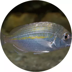 Rhabdosargus holubi