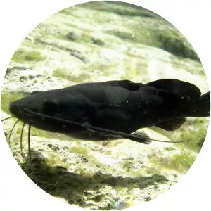 Rhamdia guatemalensis - 