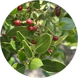 Rhamnus alaternus - Plants