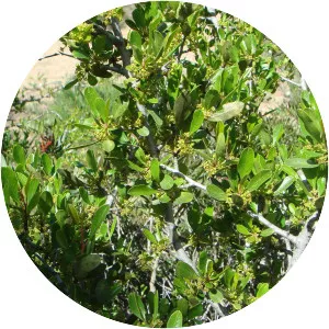 Rhamnus oleoides
