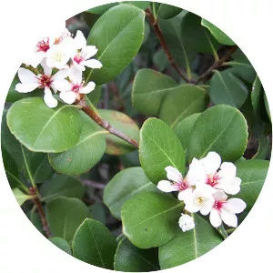 Rhaphiolepis umbellata - Plants