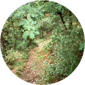 Rheinhöhenweg Trail - 