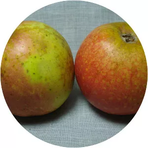 Rheinischer Bohnapfel (Bohnapfel)